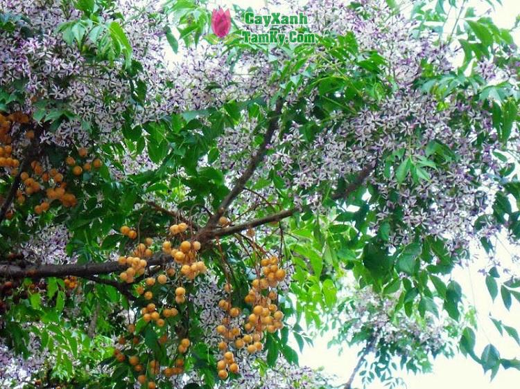 Cay xoan voi than cay va la xanh tuoi, the hien dac diem sinh truong